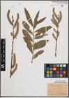 Foto von Salix cinerea L. x Salix viminalis L.